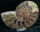Stunning Cut & Polished Ammonite #6874-2